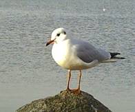 image007